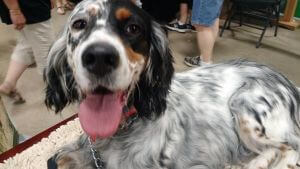 2016 Linn County Fair